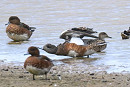 American Wigeon - Thomas Willoughby.  The bird did the decent thing revealing its gleaming white auxillaries on numerous occasions.