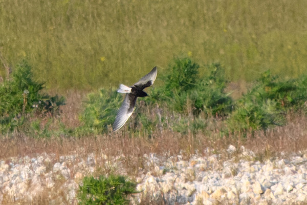 White-winged Black Tern. Thomas Willoughby.