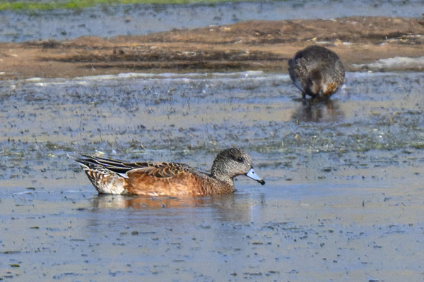 American Wigeon - Thomas Willoughby.