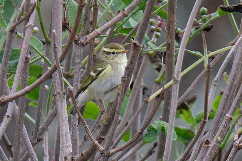 Yellow-browed Warbler - Thomas Willoughby.