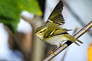 Yellow-browed Warbler, Thomas Willoughby.