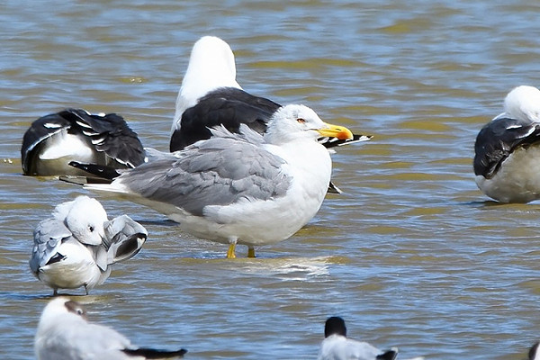 Yellow-legged Gull. Thomas Willoughby.