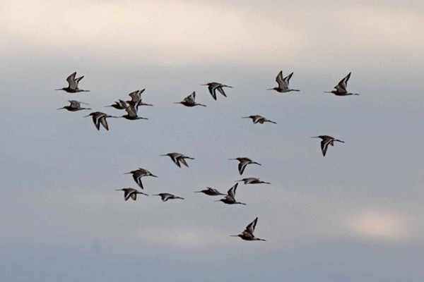 Black-tailed Godwits. John Hewitt.