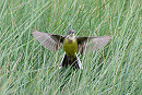 Grey-headed Wagtail - Thomas Willoughby