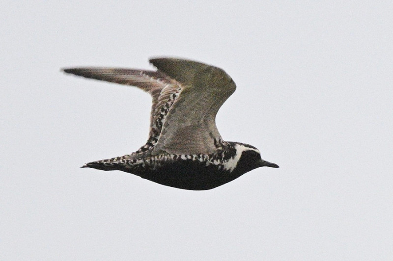 Pacific Golden Plover - Thomas Willoughby. Typical of the species pair of American and Pacific Golden Plovers this bird had grey auxillaries and underwing.
