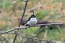 Pied Flycatcher - Thomas Willoughby.