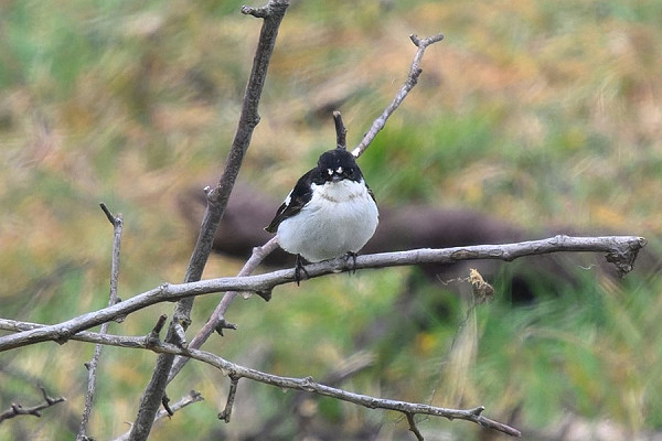 Pied Flycatcher - Thomas Willoughby.