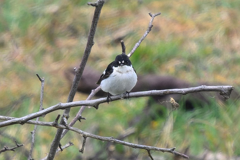 Pied Flycatcher - Thomas Willoughby.