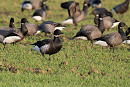 Black Brant with Dark-bellied Brents - John Hewitt.