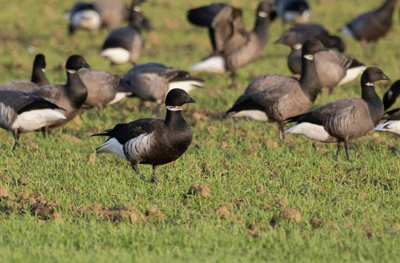 Black Brant with Dark-bellied Brents - John Hewitt.