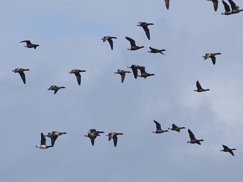 Pale-bellied Brents with Dark-bellied Brents - Harry Appleyard.