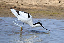 Avocet - Thomas Willoughby.