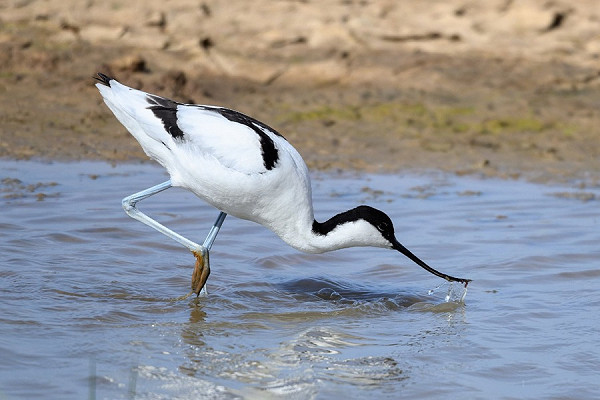 Bird sightings Saturday, 20 June 2026