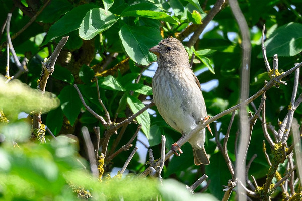Common Rosefinch - Thomas Willoughby.