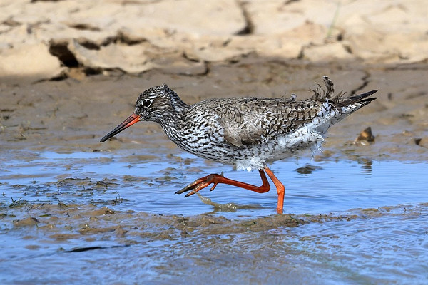 Bird sightings Monday, 06 July 2026