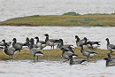 Pale-bellied Brents - John Hewitt.