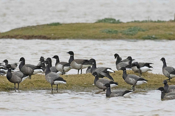 Bird sightings Tuesday, 10 March 2026