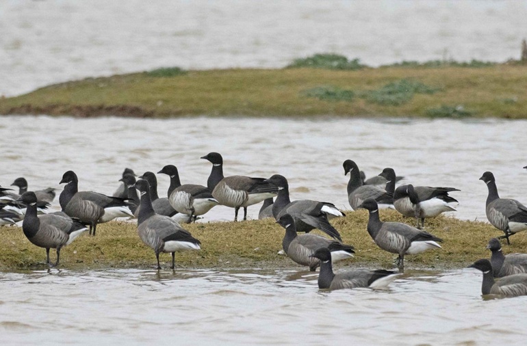 Pale-bellied Brents - John Hewitt.