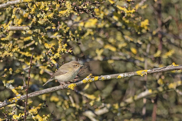Chiffchaff - John Hewitt.