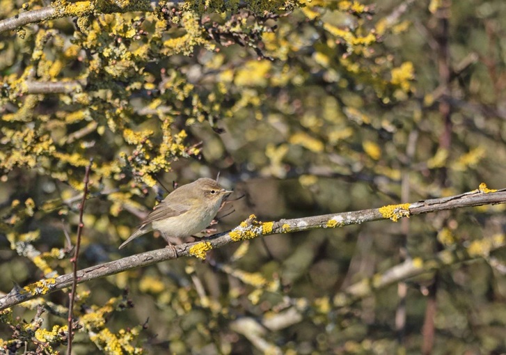 Chiffchaff - John Hewitt.