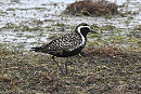 Pacific Golden Plover - Thomas Willoughby. Large white spotting on the mantle and scapulars.