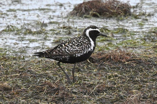 Pacific Golden Plover - Thomas Willoughby. Large white spotting on the mantle and scapulars.