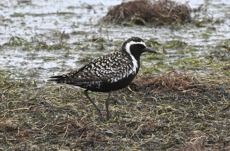Pacific Golden Plover - Thomas Willoughby. Large white spotting on the mantle and scapulars.