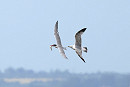 Caspian Tern - Thomas Willoughby.