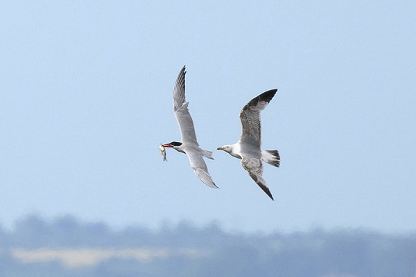 Caspian Tern - Thomas Willoughby.