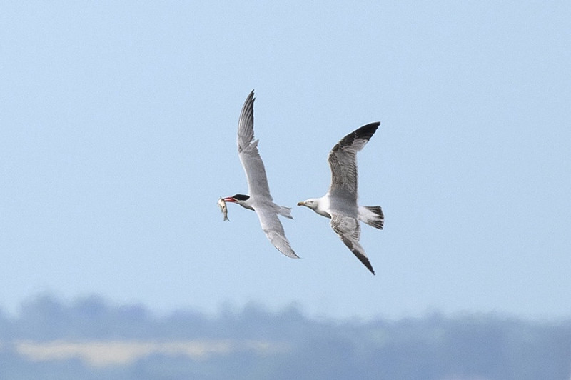 Caspian Tern - Thomas Willoughby.