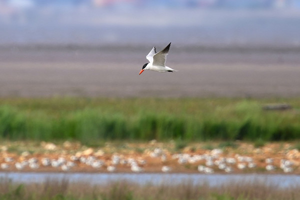 Bird sightings Tuesday, 23 June 2026