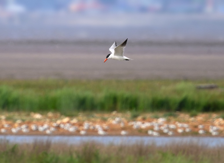 Caspian Tern - Thomas Willoughby.