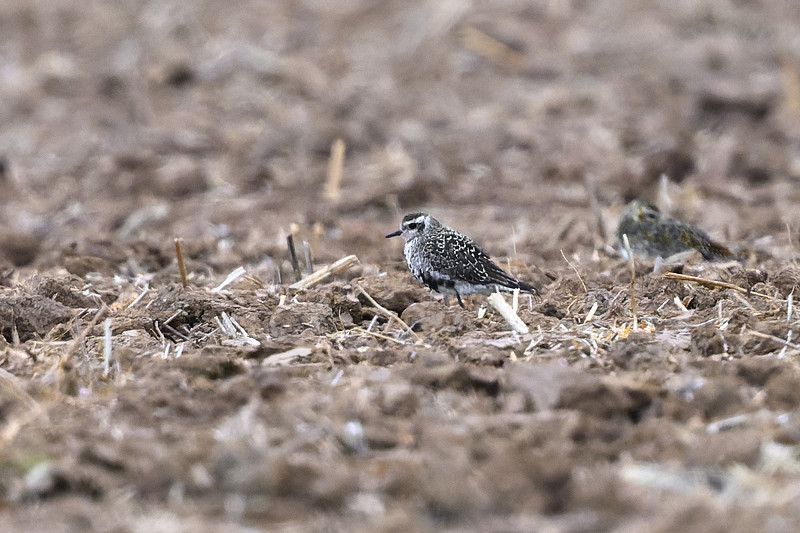 American Golden Plover - Thomas Willoughby