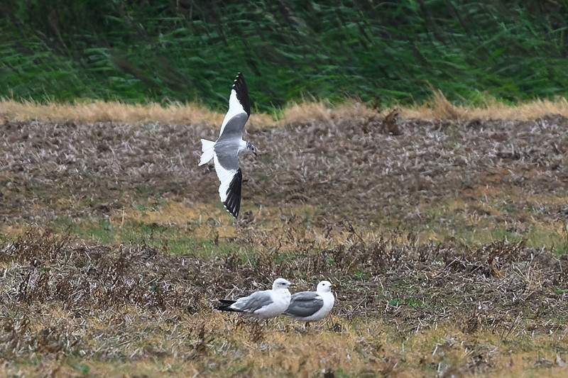 Sabine's Gull - Thomas Willoughby