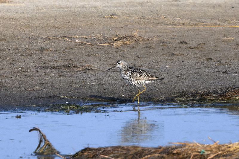 Stilt Sandpiper - Thomas Willoughby