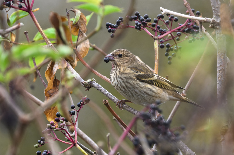 Common Rosefinch - Thomas Willoughby