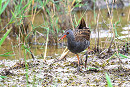 Water Rail - Thomas Willoughby.