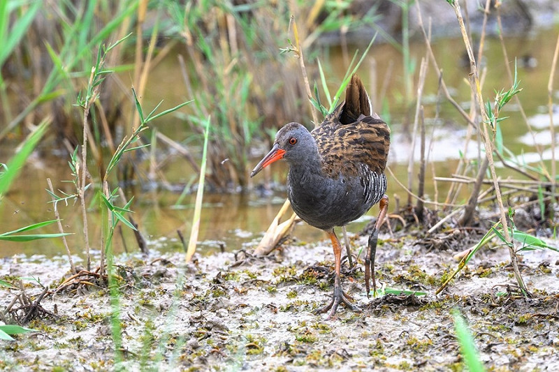 Water Rail - Thomas Willoughby.