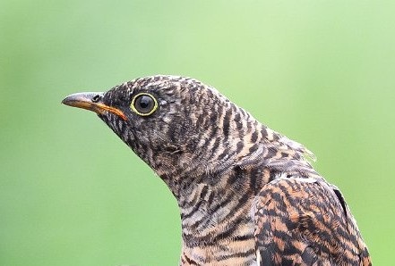 Cuckoo - Thomas Willoughby.