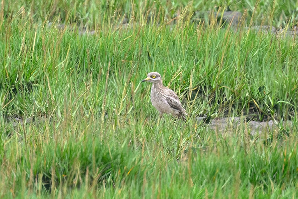 Bird sightings Sunday, 27 July 2025