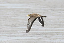 Stone Curlew - Thomas Willoughby.