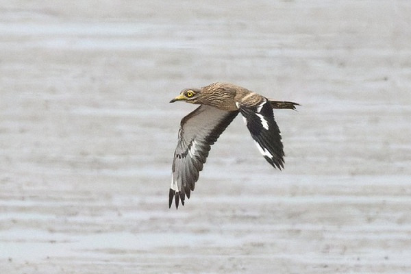 Bird sightings Saturday, 26 July 2025