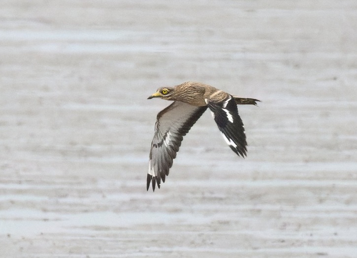 Stone Curlew - Thomas Willoughby.