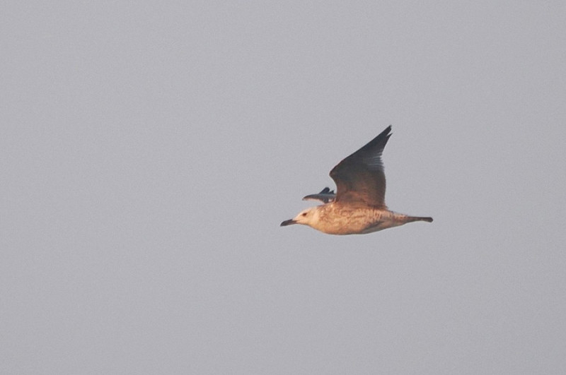 Caspian Gull - Harry Appleyard.