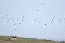 Little Gull flock - John Hewitt.