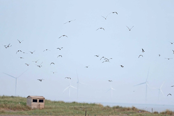 Little Gull flock - John Hewitt.
