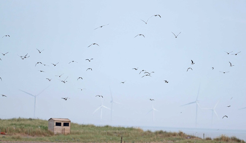 Little Gull flock - John Hewitt.
