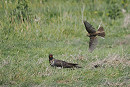 Cuckoo wit Meadow Pipit - Harry Appleyard.