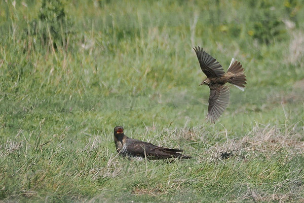 Bird sightings Thursday, 02 July 2026