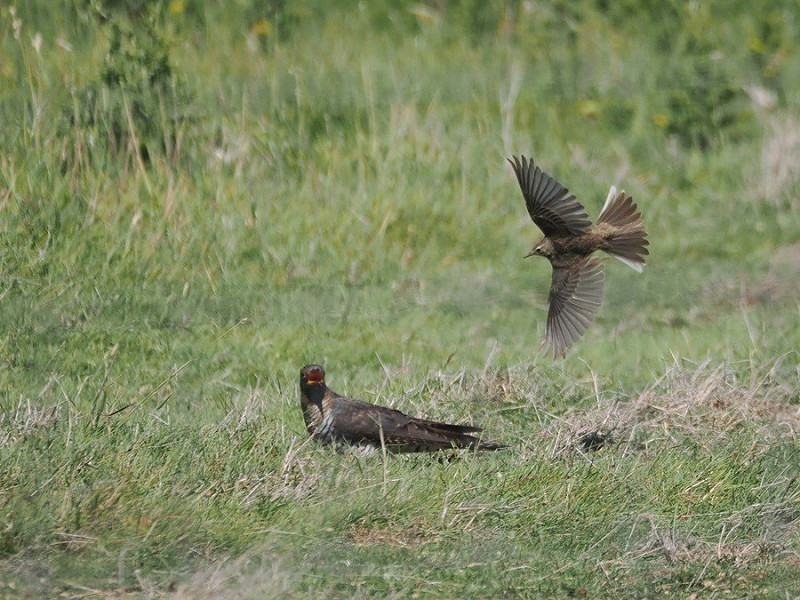 Cuckoo wit Meadow Pipit - Harry Appleyard.